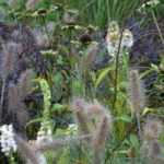 Fioriture autunnali in giardino