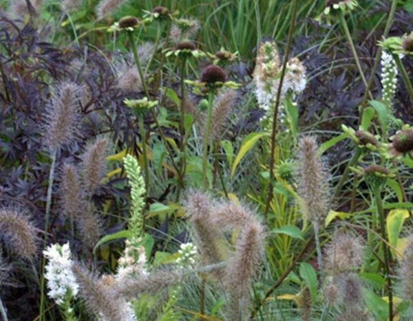 Fioriture autunnali in giardino