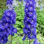 Come rovinare i delphinium in 4 lezioni.