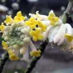 Fioritura magnifica e profumo inebriante: scopri Edgeworthia chrysantha