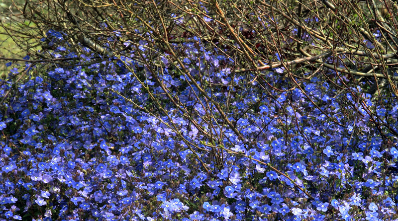 Conosci la Veronica umbrosa 'Georgia Blue'?