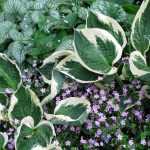 Hosta: come sbagliare tutto in 4 lezioni?
