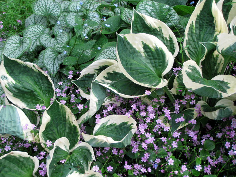 Come far seccare gli Hosta in 4 lezioni?