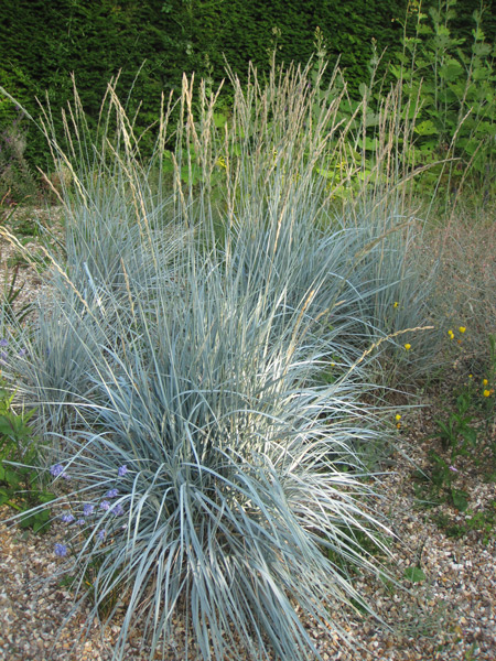 Elymus magellanicus, una graziosa graminacea blu!