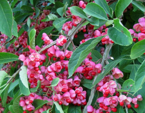 I migliori arbusti ornamentali con frutti decorativi