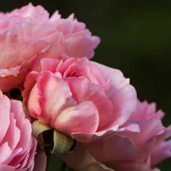 Rose: come piantarle con successo in vaso e a radice nuda