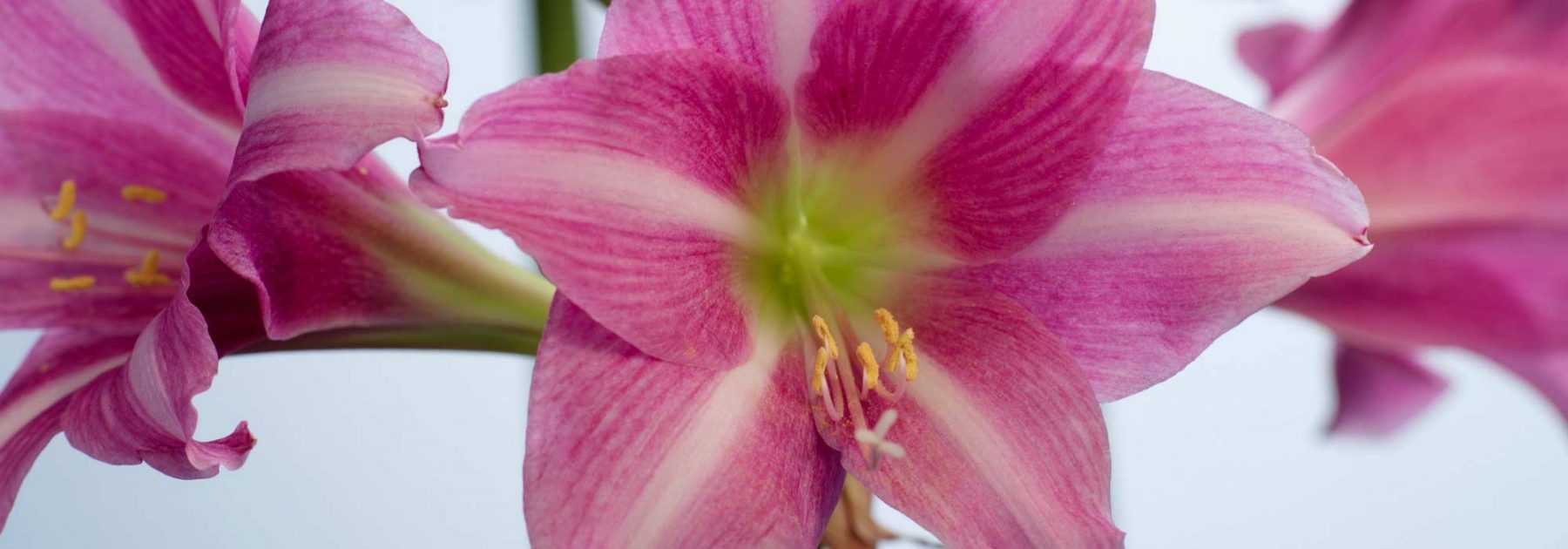 Amaryllis: come curarli, farli fiorire e rifiorire