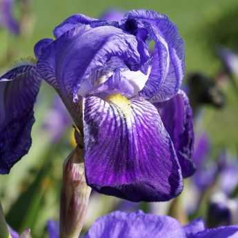 Iris germanica: come piantarli?