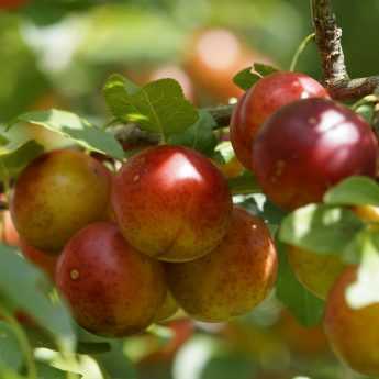 Come piantare un albero da frutto?