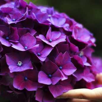 Come avere successo con i tuoi Ortensie o Hydrangeas?