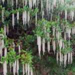 Garrya elliptica, un arbuste fiorito in inverno
