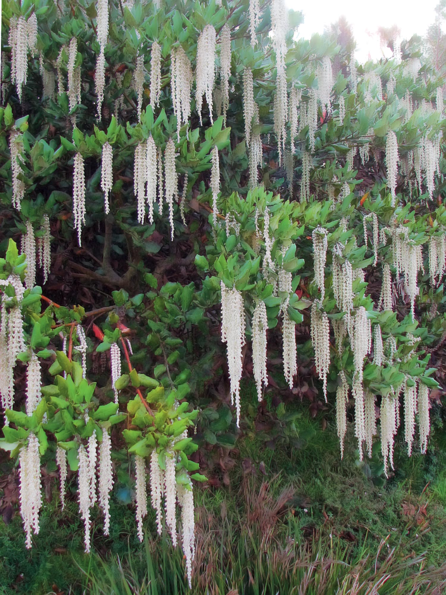 Garrya elliptica, un arbusto fiorito in inverno