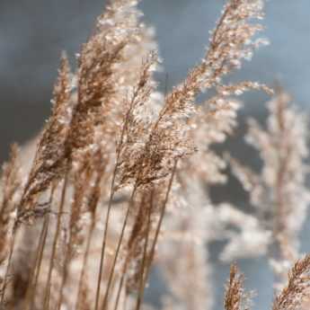 Piantare le graminacee