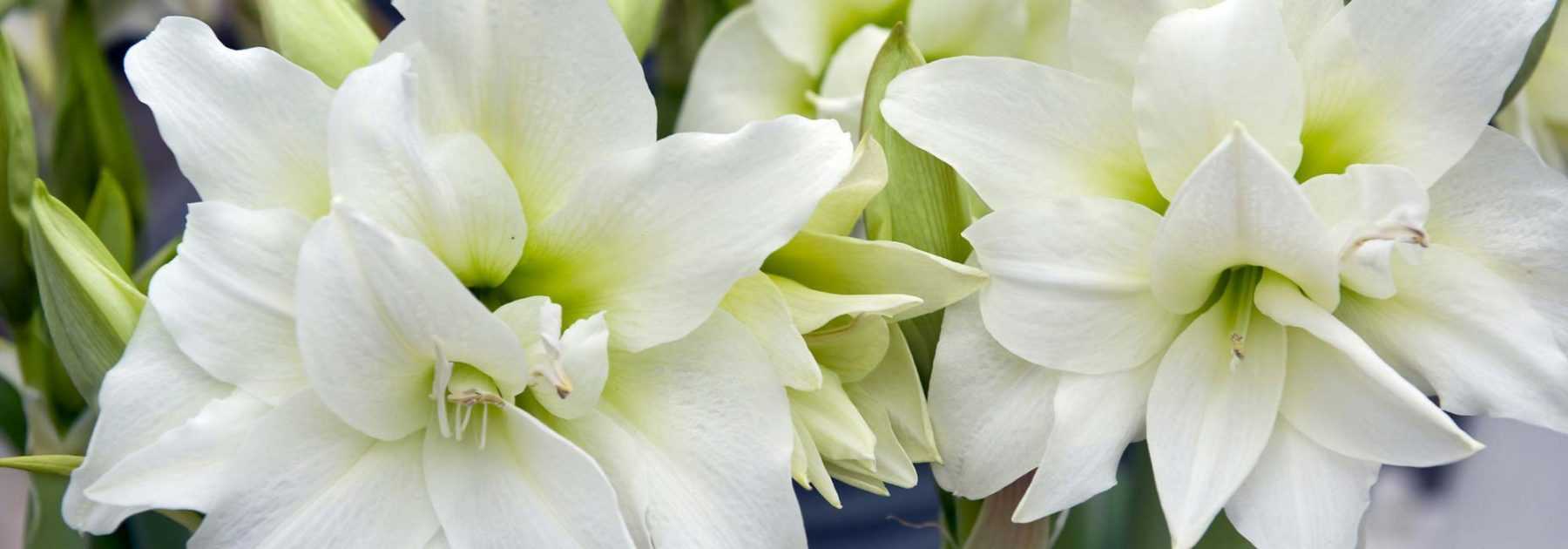 Piantare un'amaryllis in vaso per l'interno
