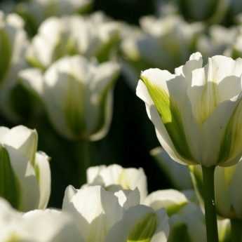 Far rifiorire i miei tulipani