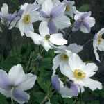 Anemone Wild Swan, una meraviglia del Giappone