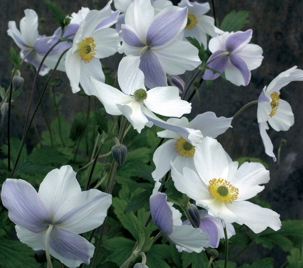 Anemone Wild Swan, una meraviglia del Giappone