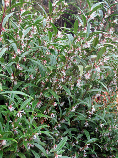 Sarcococca hookeriana, un arbusto molto discreto.