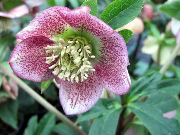 I nostri ellebori sono in fiore