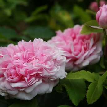 Talea delle rose: quando e come?