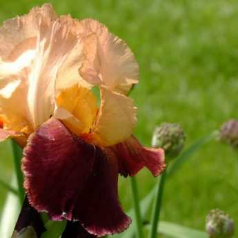 Iris germanica: come moltiplicarli?