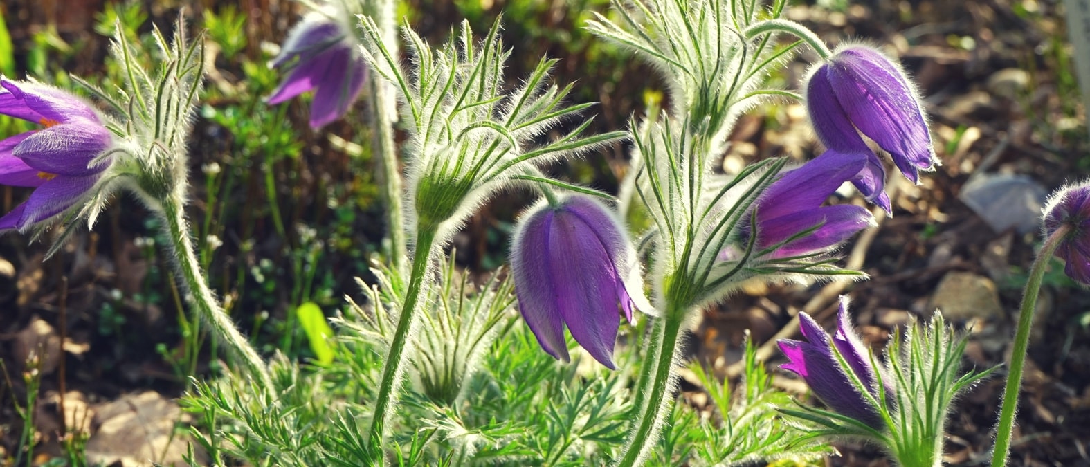 Vivaci a fioritura primaverile - Anemone pulsatilla