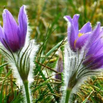 10 piante perenni a fioritura primaverile precoce