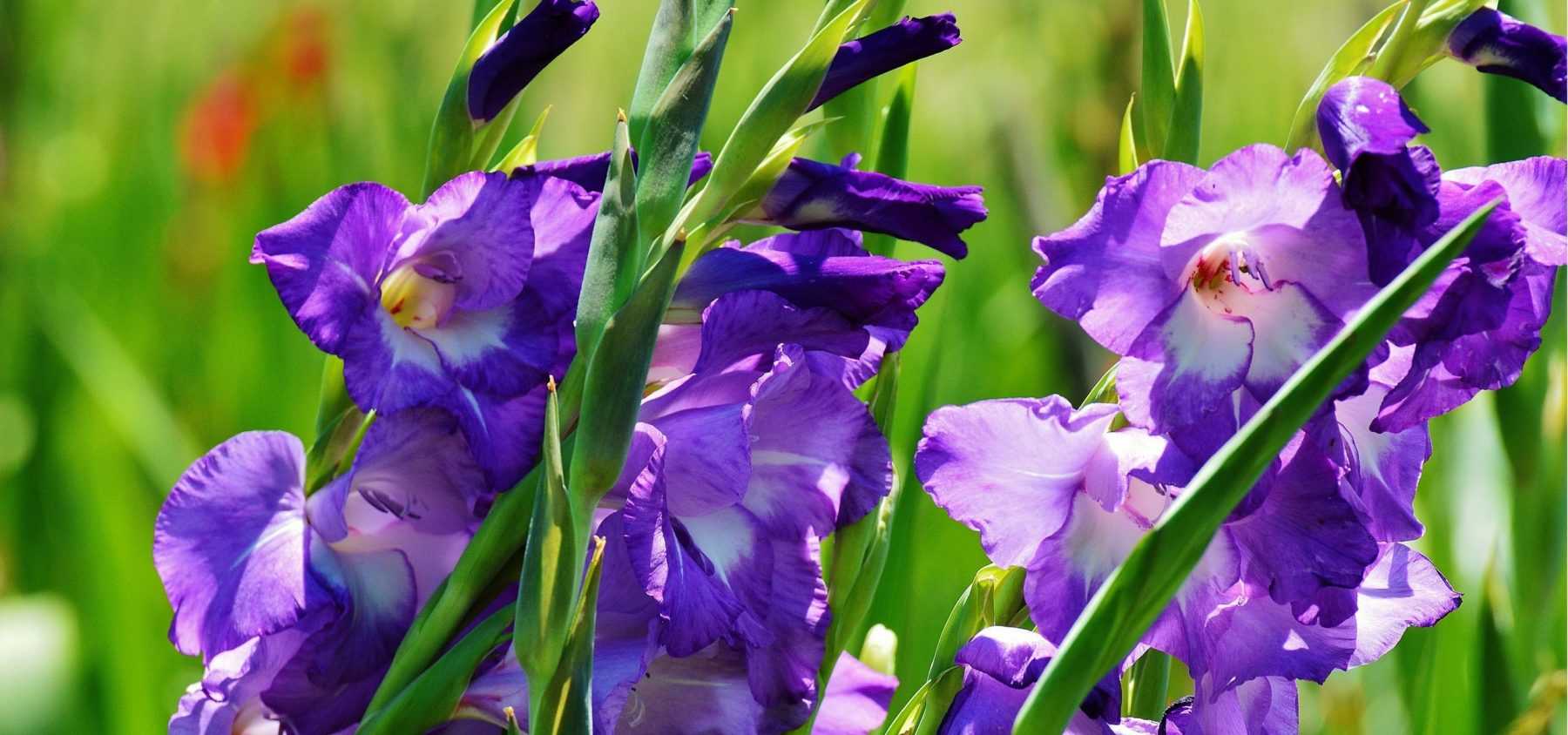 Come svernare e dividere i gladioli?