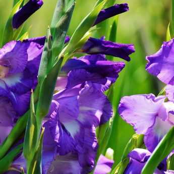 Come svernare e dividere i gladioli?