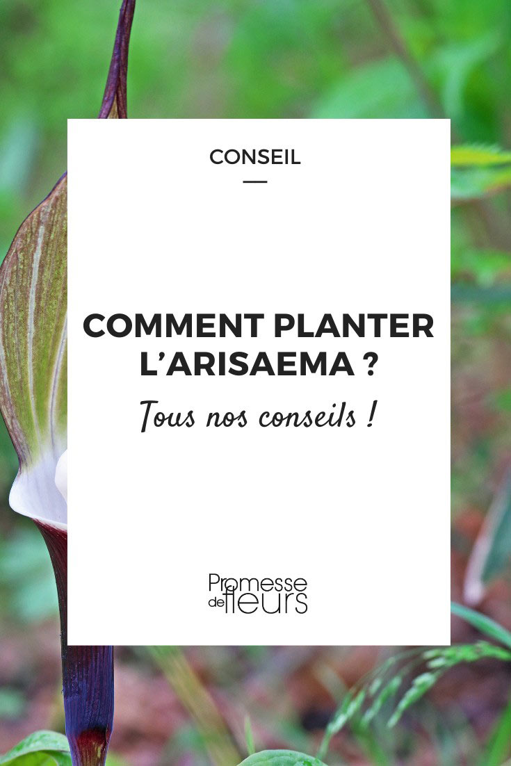 Piantare l'Arisaema - Pinterest