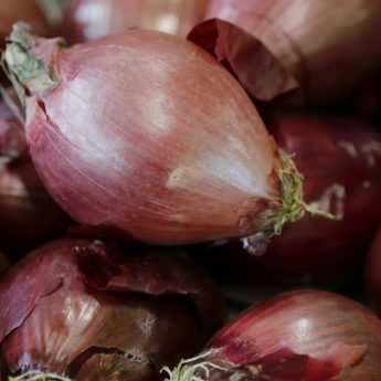 Piantare aglio, scalogno e cipolla