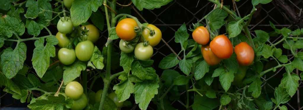 Piantare i pomodori in minizolle