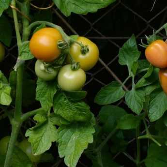 Piantare i pomodori in minizolle