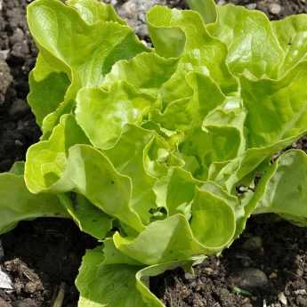 Come ottenere con successo la semina delle insalate?