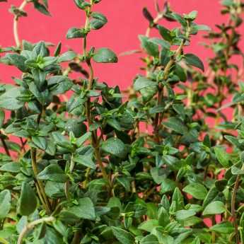La semina delle piante aromatiche