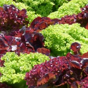 Coltivare con successo le insalate