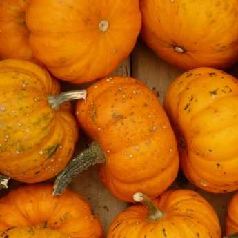 La semina delle zucche e zucchine