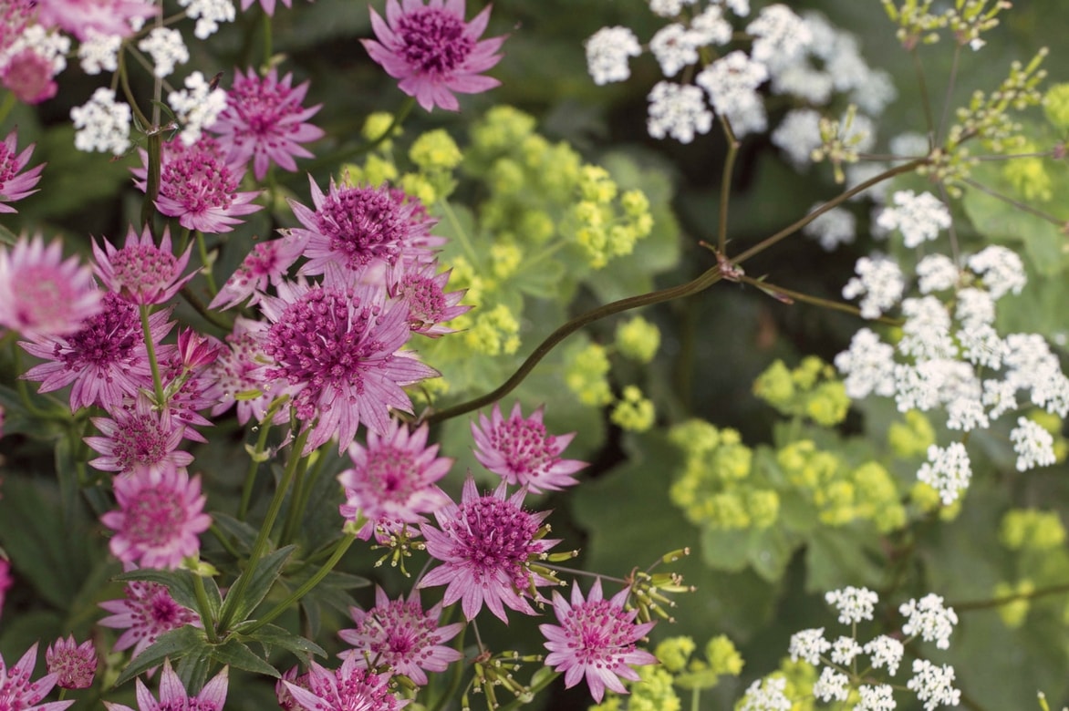 Astranzia: piantare, curare e abbinare in giardino