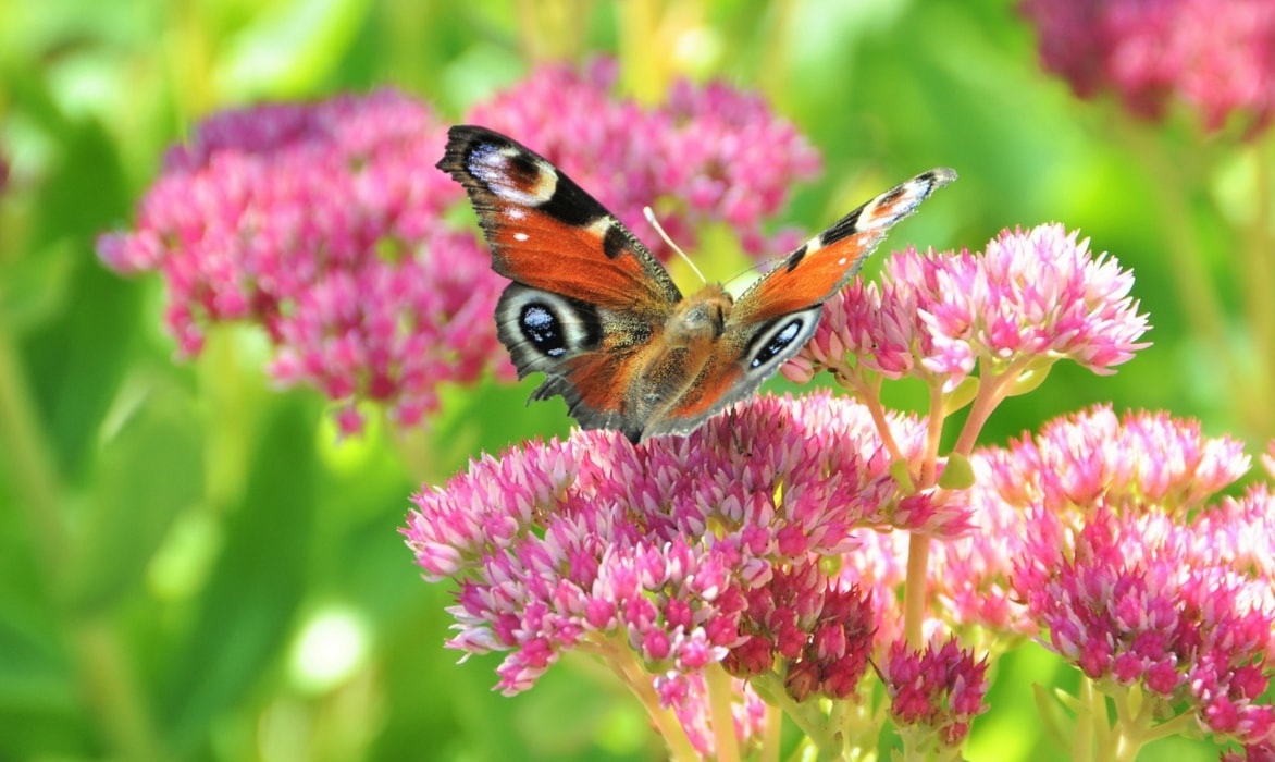 Sedum o Orpin: come piantarli, coltivarli e moltiplicarli