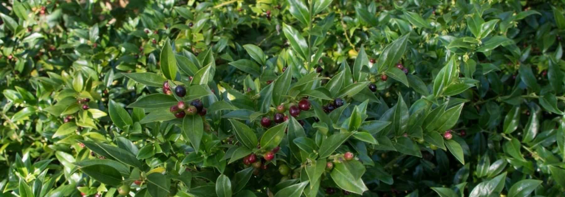 Sarcococca: coltivazione e potatura