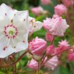 Kalmia latifolia: piantare, coltivare e curare