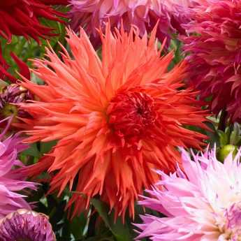 Dahlie: come abbinarle al giardino