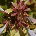 Abelia: piantagione, consigli di coltivazione, potatura, manutenzione