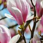 Magnolie: piantare, potare, curare