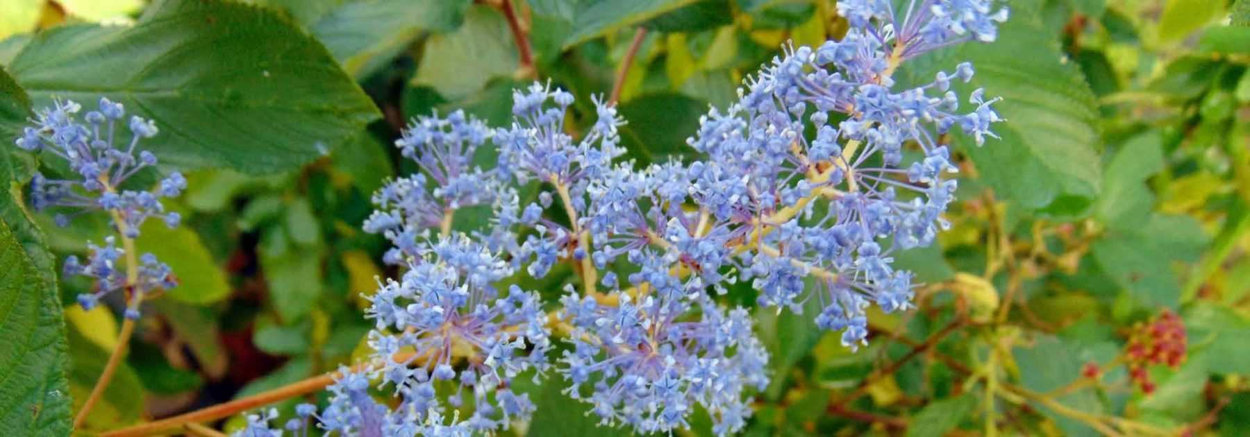 Ceanoto, lillà della California: piantagione, cura, potatura