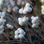 Sinfonina: piantare, potare e curare