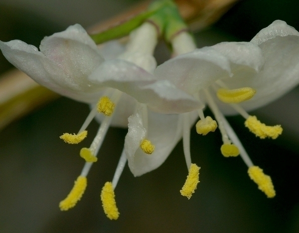 Far fiorire il giardino in inverno