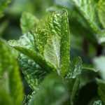 La menta: piantare, coltivare, propagare per talea