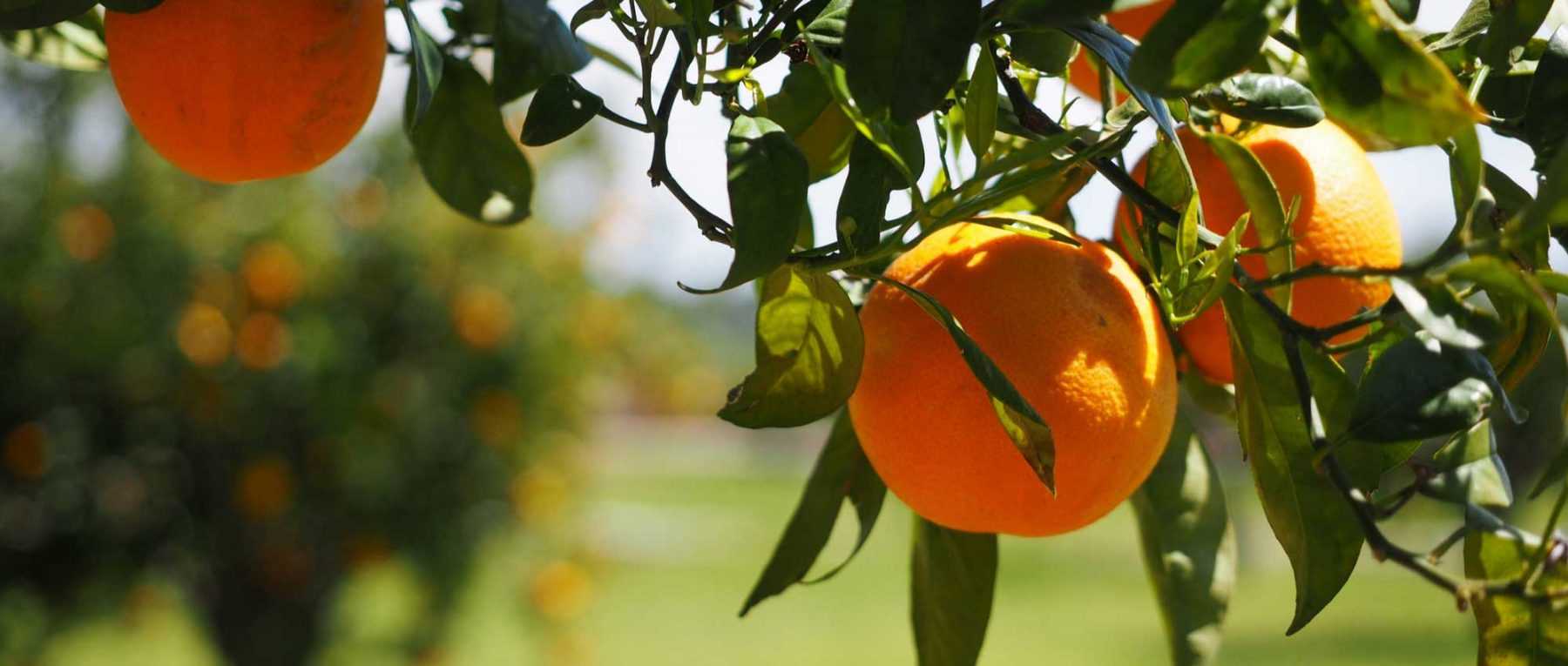 Limoni, aranci e altri agrumi: piantarli e coltivarli in vaso o in giardino