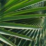 Le palme: piantare, coltivare e curare